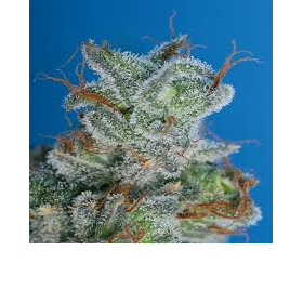 Burmese Kush - T.H. SEEDS | TanieSianie.pl