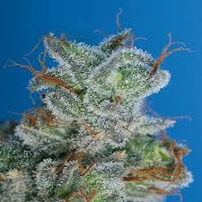Burmese Kush - T.H. SEEDS | TanieSianie.pl