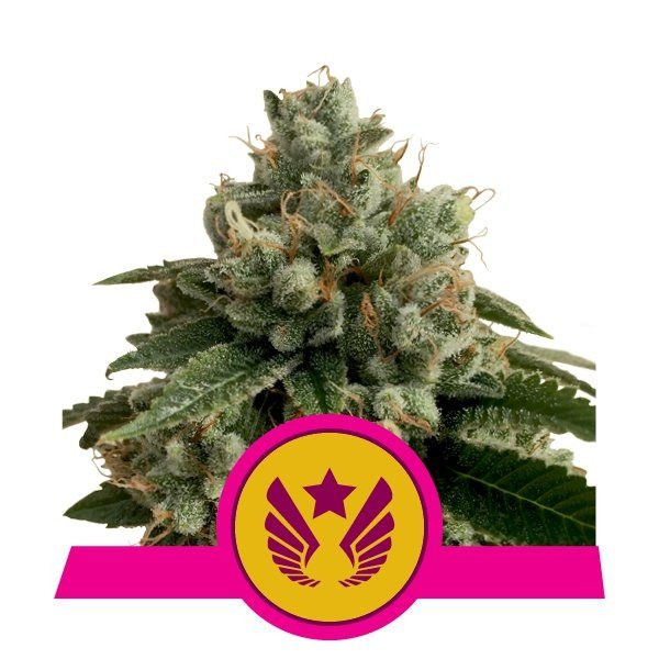 Legendary OG Punch - ROYAL QUEEN SEEDS | TanieSianie.pl