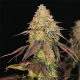 Legendary OG Punch - ROYAL QUEEN SEEDS | TanieSianie.pl