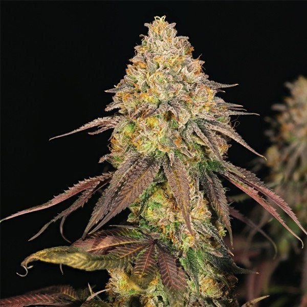 Legendary OG Punch - ROYAL QUEEN SEEDS | TanieSianie.pl
