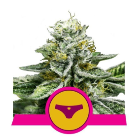 Sherbet Queen - ROYAL QUEEN SEEDS | TanieSianie.pl