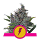 North Thunderfuck - ROYAL QUEEN SEEDS | TanieSianie.pl