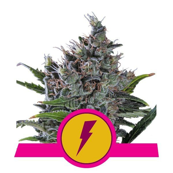 North Thunderfuck - ROYAL QUEEN SEEDS | TanieSianie.pl