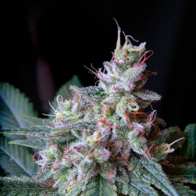 Cream Caramel - SWEET SEEDS | TanieSianie.pl