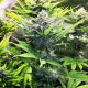 North Thunderfuck - ROYAL QUEEN SEEDS | TanieSianie.pl