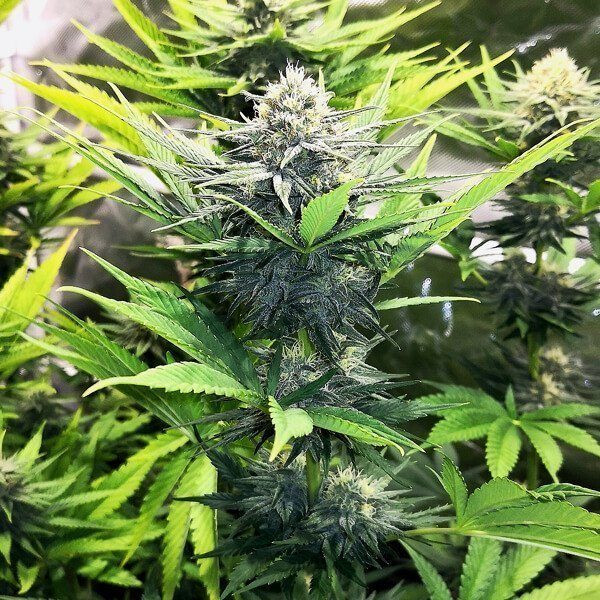 North Thunderfuck - ROYAL QUEEN SEEDS | TanieSianie.pl
