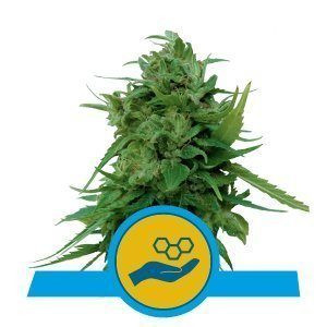 Solomatic CBD Auto - ROYAL QUEEN SEEDS | TanieSianie.pl
