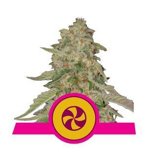 Sweet Zkittlez - ROYAL QUEEN SEEDS | TanieSianie.pl