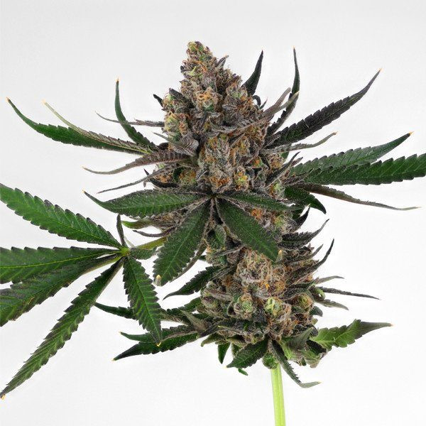 Sweet Zkittlez - ROYAL QUEEN SEEDS | TanieSianie.pl