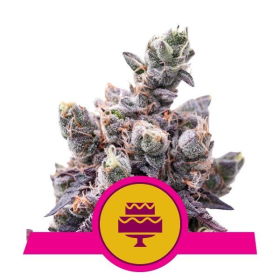 Wedding Gelato - ROYAL QUEEN SEEDS | TanieSianie.pl