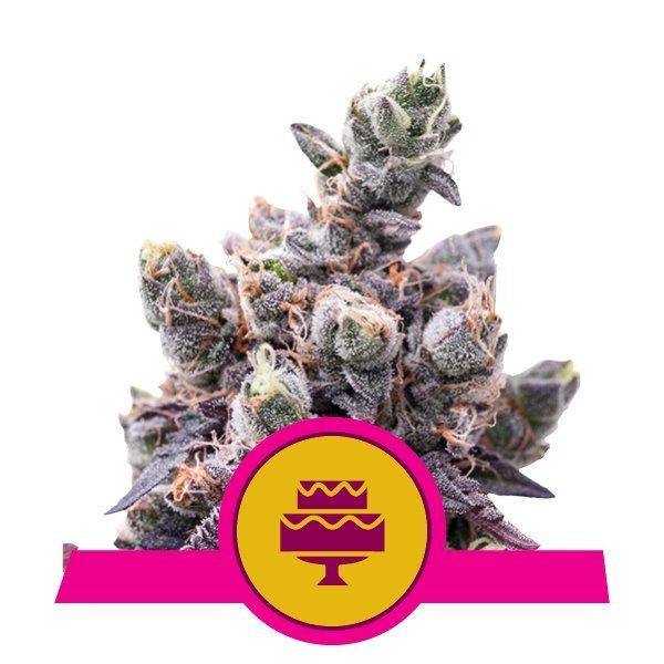 Wedding Gelato - ROYAL QUEEN SEEDS | TanieSianie.pl