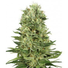 Skunk Auto - WHITE LABEL | TanieSianie.pl
