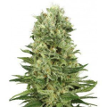 Skunk Auto - WHITE LABEL