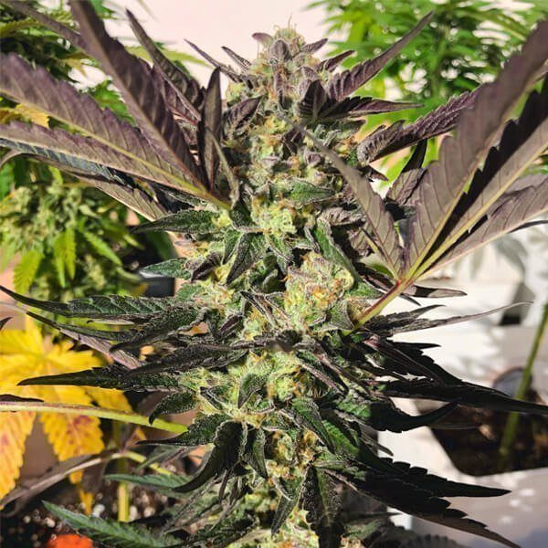 Wedding Gelato - ROYAL QUEEN SEEDS | TanieSianie.pl