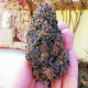 Wedding Gelato - ROYAL QUEEN SEEDS | TanieSianie.pl