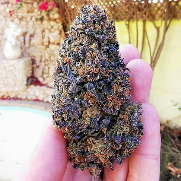 Wedding Gelato - ROYAL QUEEN SEEDS | TanieSianie.pl