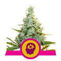 AMG Amnesia Mac Ganja - ROYAL QUEEN SEEDS