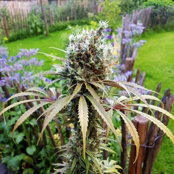AMG Amnesia Mac Ganja - ROYAL QUEEN SEEDS | TanieSianie.pl