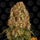 Orange Sherbert - BARNEY'S FARM | TanieSianie.pl