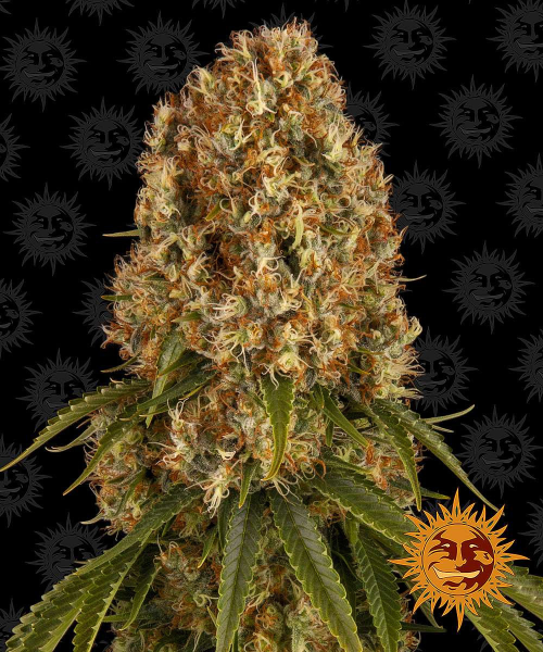 Orange Sherbert - BARNEY'S FARM | TanieSianie.pl