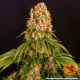 Orange Sherbert - BARNEY'S FARM | TanieSianie.pl