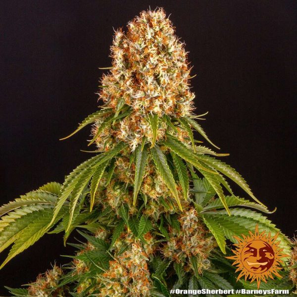 Orange Sherbert - BARNEY'S FARM | TanieSianie.pl