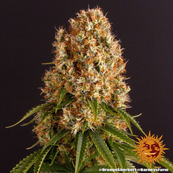 Orange Sherbert - BARNEY'S FARM | TanieSianie.pl