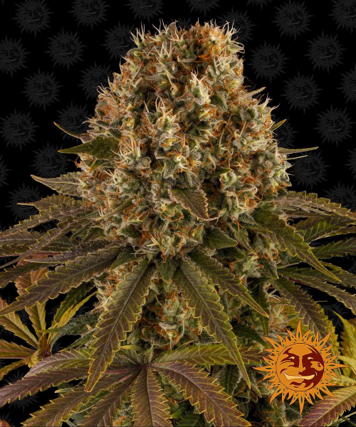 Strawberry Lemonade - BARNEY'S FARM | TanieSianie.pl