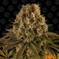 Strawberry Lemonade - BARNEY'S FARM