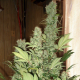 Masterkush - DUTCH PASSION | TanieSianie.pl