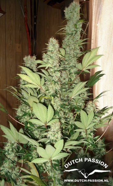 Masterkush - DUTCH PASSION | TanieSianie.pl