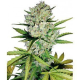 Super Skunk Auto - WHITE LABEL | TanieSianie.pl