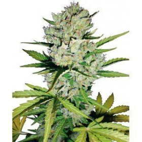 Super Skunk Auto - WHITE LABEL | TanieSianie.pl