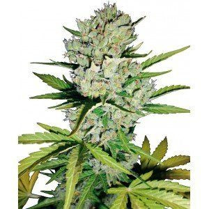 Super Skunk Auto - WHITE LABEL | TanieSianie.pl