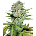 Super Skunk Auto - WHITE LABEL