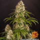 Strawberry Lemonade - BARNEY'S FARM | TanieSianie.pl