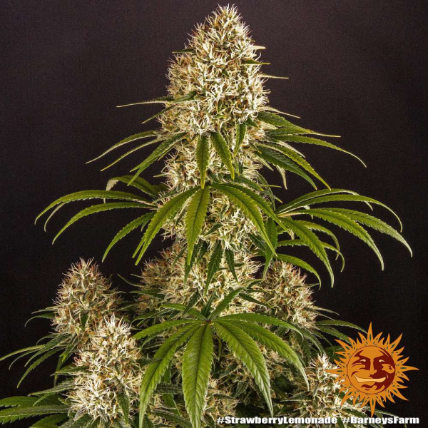 Strawberry Lemonade - BARNEY'S FARM | TanieSianie.pl