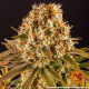 Strawberry Lemonade - BARNEY'S FARM | TanieSianie.pl
