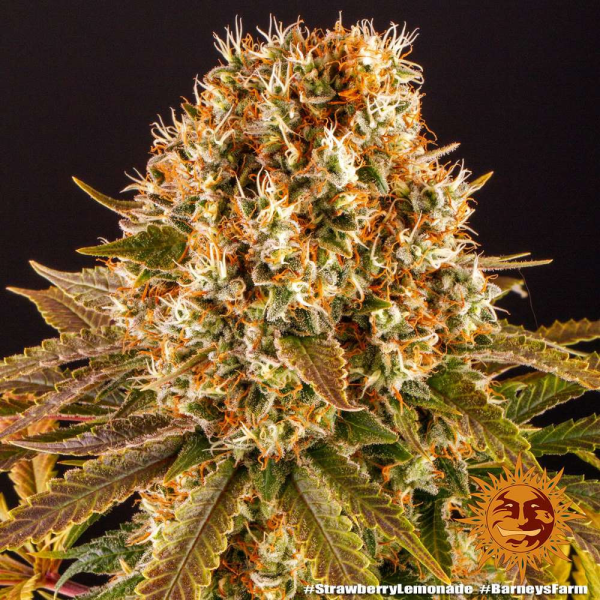 Strawberry Lemonade - BARNEY'S FARM | TanieSianie.pl