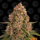 Pink Kush - BARNEY'S FARM | TanieSianie.pl