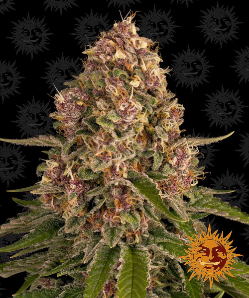Pink Kush - BARNEY'S FARM | TanieSianie.pl