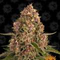 Pink Kush - BARNEY'S FARM