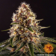 Pink Kush - BARNEY'S FARM | TanieSianie.pl