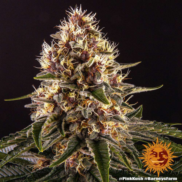 Pink Kush - BARNEY'S FARM | TanieSianie.pl