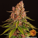 Pink Kush - BARNEY'S FARM | TanieSianie.pl