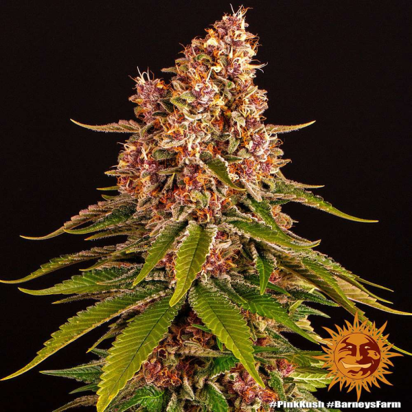 Pink Kush - BARNEY'S FARM | TanieSianie.pl