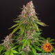 Pink Kush - BARNEY'S FARM | TanieSianie.pl
