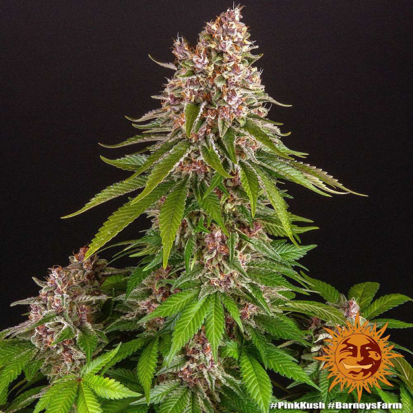 Pink Kush - BARNEY'S FARM | TanieSianie.pl