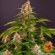 Pink Kush - BARNEY'S FARM | TanieSianie.pl